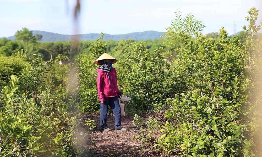 Quả dại tím đầy đồi, bất ngờ đắt giá vì quý ông săn lùng