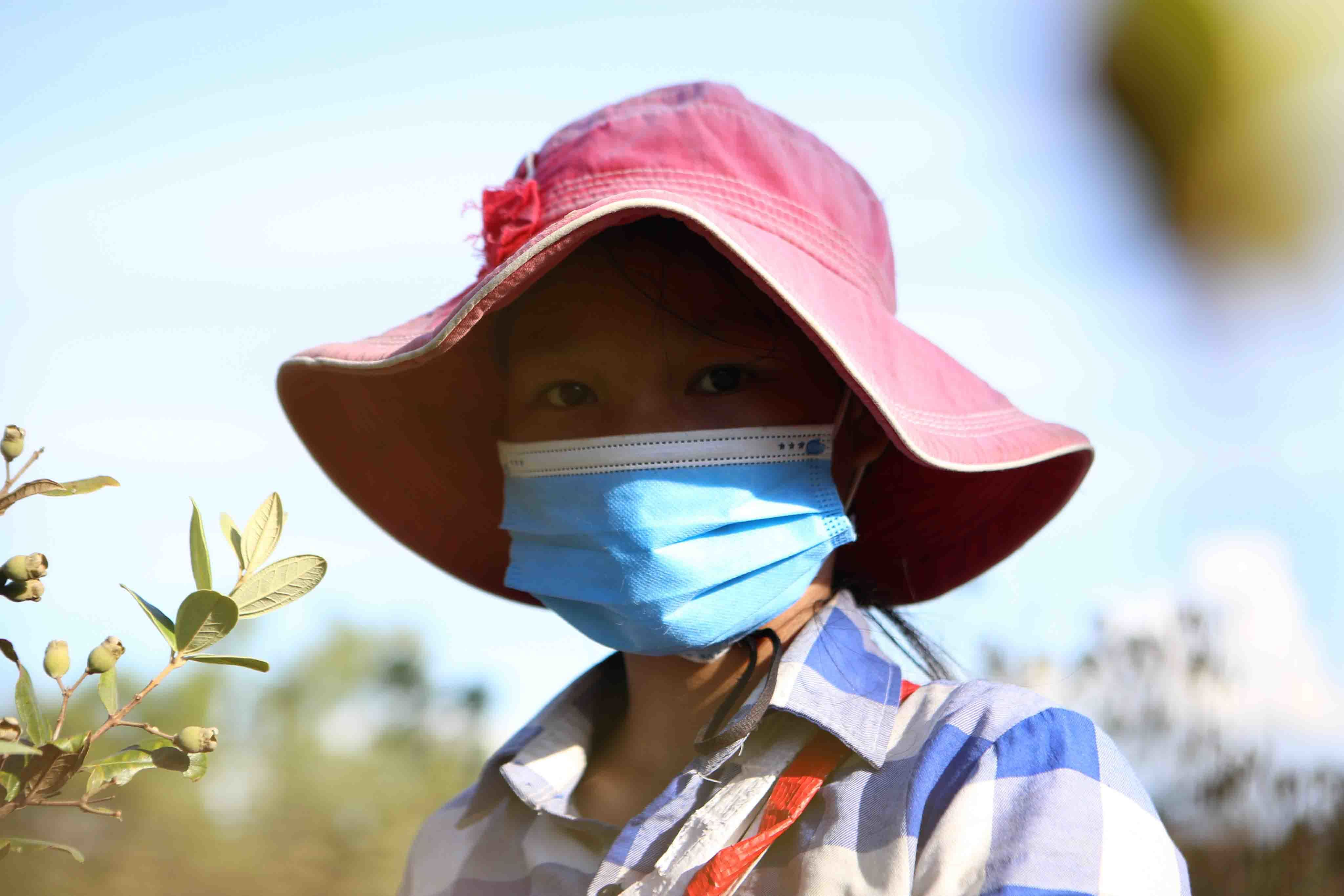 Quả dại tím đầy đồi, bất ngờ đắt giá vì quý ông săn lùng