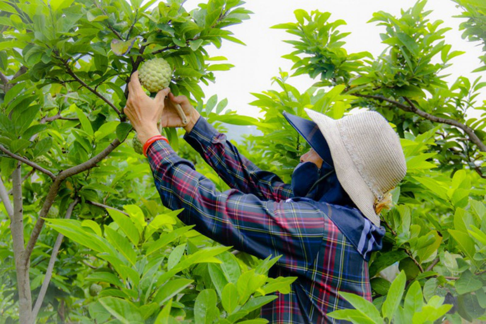 Bà Nguyễn Thị Ngọc khoe nhà bà có 5 sào na, từ đầu mùa đến giờ, cũng bán được hơn chục triệu đồng.