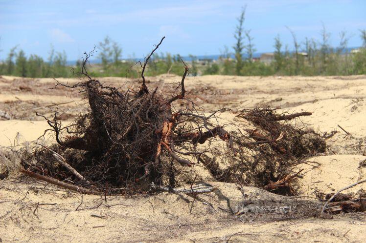 Dự án Nhà máy điện mặt trời "tàn sát" 5,2ha rừng do nhầm lẫn: Bất ngờ báo cáo của UBND huyện Phù Mỹ gửi tỉnh