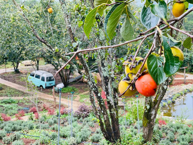 Bỏ việc công sở, chàng trai 8X xây nhà gỗ, trồng hồng, làm farmstay đẹp như mơ ở Đà Lạt - Ảnh 8.